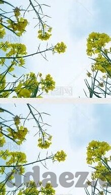 91麻豆精品在线观看-91麻豆精品，释放视界的无限魅力