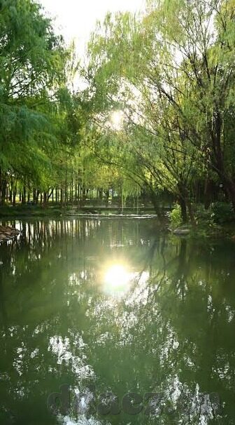 东京热成人在线视频-东京热成人在线视频，网络文化与法律边界的微妙平衡